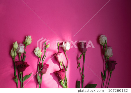 beautiful fresh white and pink eustoma flowers on a pink background 107260182