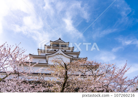 福島縣會津若松市 春天櫻花盛開的會津若松城的天守閣和石牆 107260216