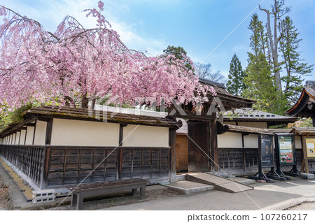 春天櫻花盛開時，福島縣會津若松市，會津若松城內的臨閣茶室外觀 107260217