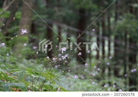 在禦嶽山上跳舞的蓮華莊馬 在禦嶽山上跳舞的蓮華莊馬 107260376