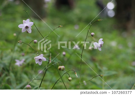 Rengeshoma dancing in groups on Mt. Mitake 107260377