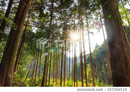 Cypress forest in the evening sun Cypress forest in the evening sun 107260519