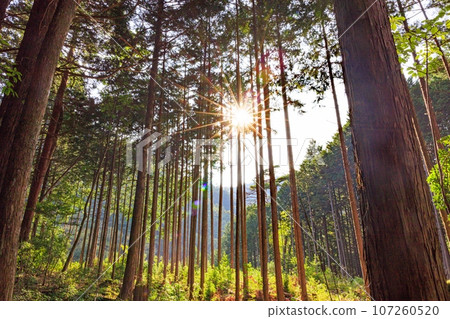 Cypress forest in the evening sun Cypress forest in the evening sun 107260520