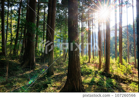 Cypress forest in the evening sun Cypress forest in the evening sun 107260566