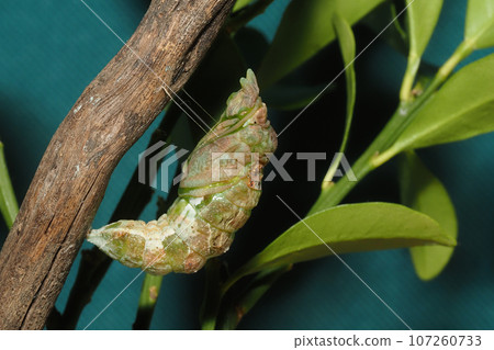 Rearing black swallowtail pupae (immediately after pupation from prepupa) Rearing black swallowtail pupae (immediately after pupation from prepupa) 107260733