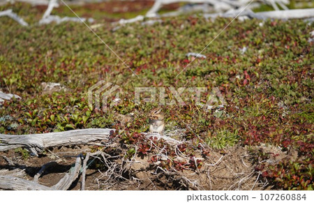 Autumn leaves of Urashima azalea and chipmunk 107260884