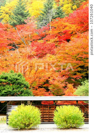 Rei Matsudera of autumn leaves 107261040