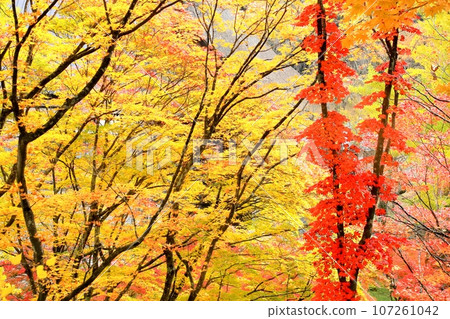 秋葉的Rei Matsudera 秋葉的Rei Matsudera 107261042