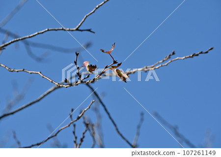 winter image winter image 107261149