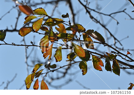 winter image winter image 107261150