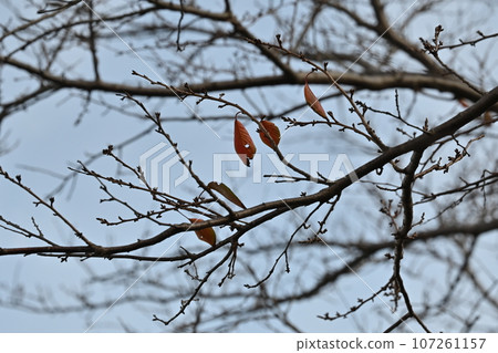 冬天的形象 冬天的形象 107261157