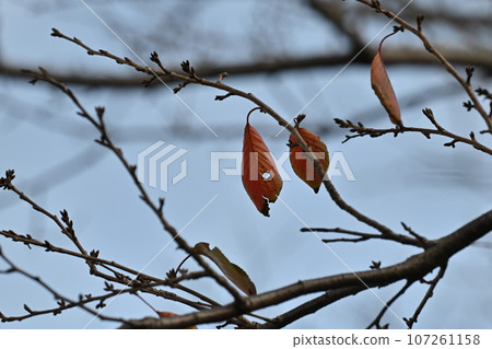 winter image winter image 107261158
