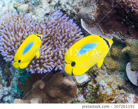 A pair of beautiful Smitsuki-nosamadai (Chaetodonidae) on a wonderful coral reef. Shimajiri-gunza, Okinawa Prefecture, Japan 107261191