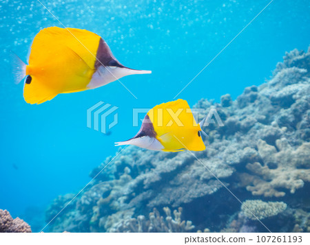 Amazing coral reefs and a beautiful pair of Hueyakkodai (Kerama Island, Zamami Island, Shimajiri District, Okinawa Prefecture) 107261193