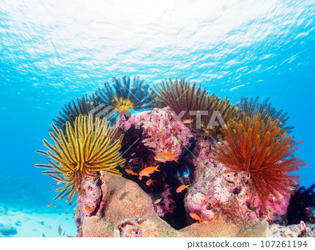 Wonderful coral reefs and beautiful colonies of sea ferns, etc. (Zamami Island, Kahi Island, Kerama Islands, Shimajiri District, Okinawa Prefecture) 107261194