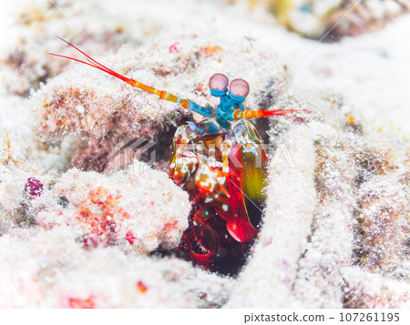 A beautiful giant mantis shrimp (family Ornatidae) on a wonderful coral reef. From Zamami Island, Zamami Village, Shimajiri District, Okinawa Prefecture, Japan 107261195