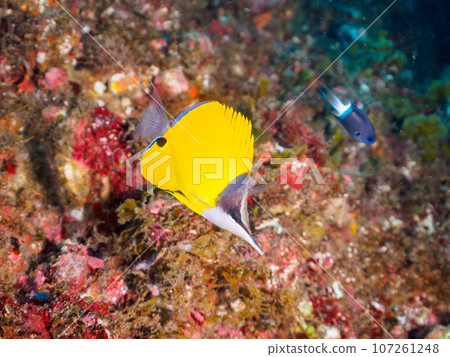 美麗的紅斑鯛(毛鯛科)。從日本靜岡縣伊豆半島加茂郡南伊豆町中木搭乘渡輪渡過。 美麗的紅斑鯛(毛鯛科)。從日本靜岡縣伊豆半島加茂郡南伊豆町中木搭乘渡輪渡過。 107261248