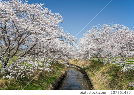 【春天的風景素材】藍天櫻花/千本櫻 107261483