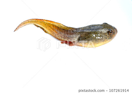bullfrog tadpole bullfrog tadpole 107261914