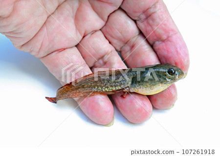 牛蛙蝌蚪 107261918