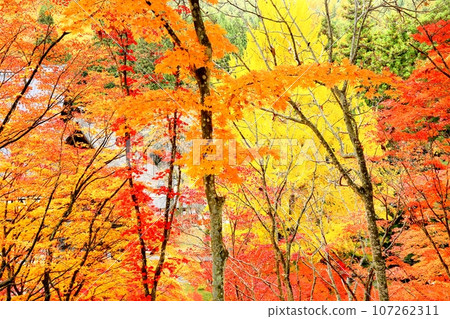 Rei Matsudera of autumn leaves 107262311