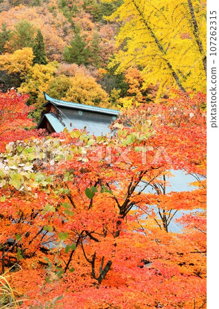 Rei Matsudera of autumn leaves 107262315