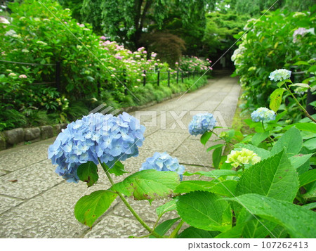 繡球花盛開的寺廟參道風景 107262413