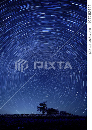 Stars circling the sky and a single tree 107262465