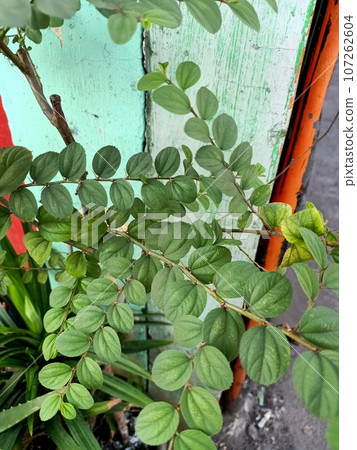 Close up of indian jujube plant  107262604