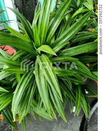 Close up of pandan plant Close up of pandan plant 107262722