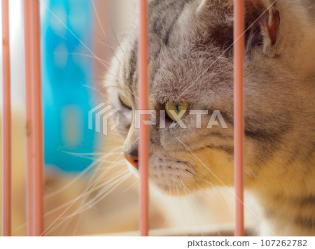 Cat's profile through the cage Cat's profile through the cage 107262782