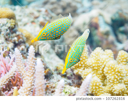 一小群可愛的長鼻銼魚(銼魚家族)和美麗的珊瑚礁 @ 沖繩縣島尻郡座間味村嘉熙島座間味 一小群可愛的長鼻銼魚(銼魚家族)和美麗的珊瑚礁 @ 沖繩縣島尻郡座間味村嘉熙島座間味 107262816