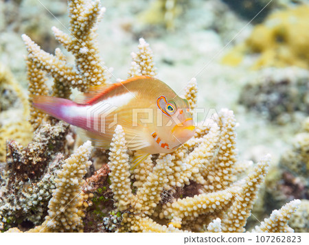 美麗的珊瑚礁和美麗的眼鏡貢貝（Ogonaceae）等@從沖繩縣島尻郡座間味村座間味島出發的嘉熙島渡輪 107262823