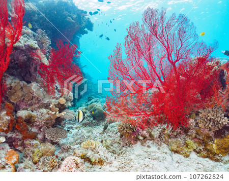 美麗的珊瑚礁上華麗的紅色軟珊瑚和其他摩爾魚群（起源科）@Kahi 107262824