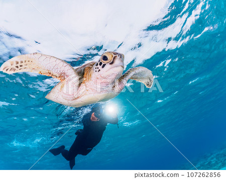 A large green sea turtle (sea turtle family) swimming leisurely on the beautiful white sand of Ama Beach Zamami Island, Zamami Village, Shimajiri District, Okinawa Prefecture 107262856