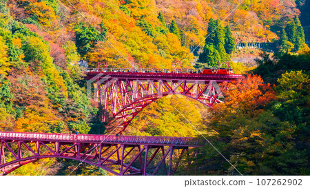 Kurobe Gorge in Autumn: Torokko Train Running on Shinyamabiko Bridge 107262902