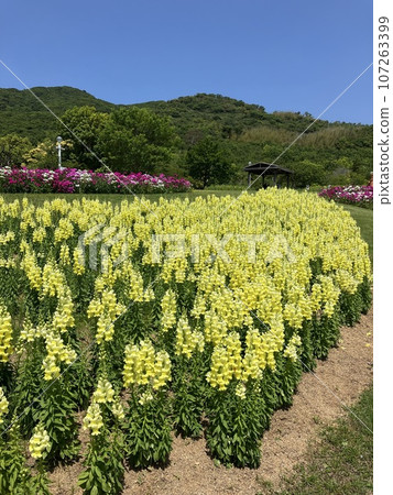 花告訴春天的到來 花告訴春天的到來 107263399