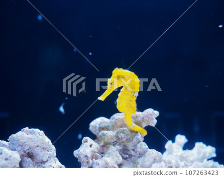 海馬(一隻動物,有邊緣) 海馬(一隻動物,有邊緣) 107263423