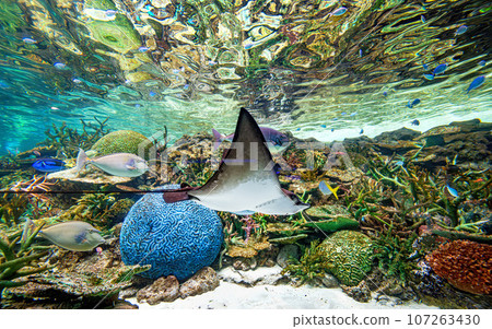 四處走走 107263430