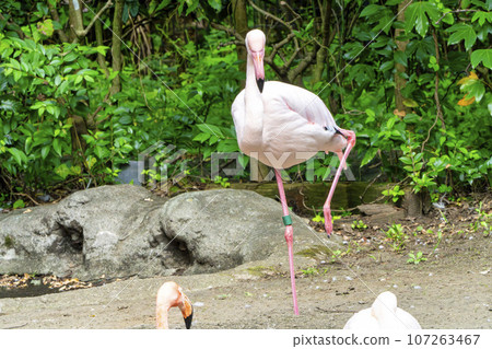 Zoo scenery Flamingo Sendai City, Miyagi Prefecture 107263467