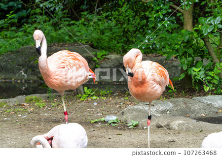 動物園風景火烈鳥宮城縣仙台市 107263468