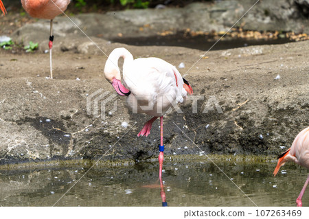 Zoo scenery Flamingo Sendai City, Miyagi Prefecture 107263469