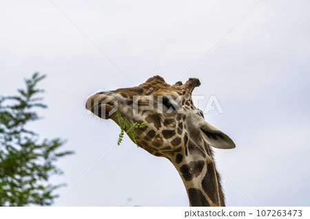 Scenery of the zoo, the face of the reticulated giraffe, Sendai City, Miyagi Prefecture Scenery of the zoo, the face of the reticulated giraffe, Sendai City, Miyagi Prefecture 107263473
