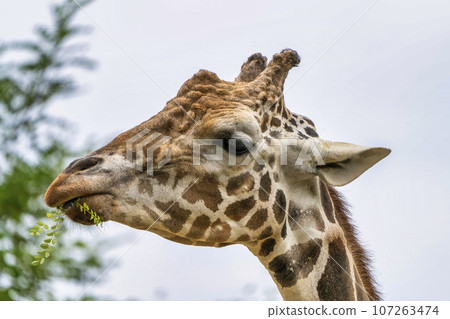 Scenery of the zoo, the face of the reticulated giraffe, Sendai City, Miyagi Prefecture Scenery of the zoo, the face of the reticulated giraffe, Sendai City, Miyagi Prefecture 107263474