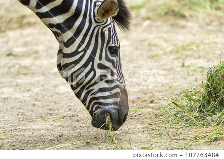 Scenery of the zoo Zebra, Sendai City, Miyagi Prefecture 107263484