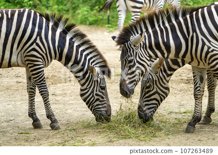 Scenery of the zoo Zebra, Sendai City, Miyagi Prefecture 107263489