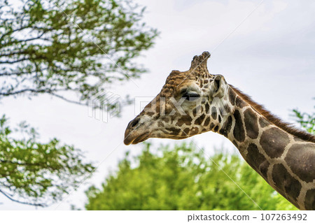 Scenery of the zoo, the face of the reticulated giraffe, Sendai City, Miyagi Prefecture 107263492
