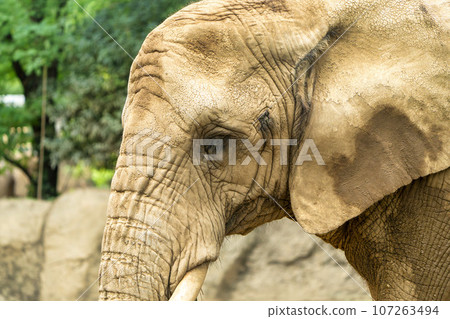 Zoo scenery African elephant Sendai City, Miyagi Prefecture Zoo scenery African elephant Sendai City, Miyagi Prefecture 107263494