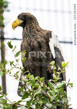 Scenery of the zoo Steller's sea eagle Sendai City, Miyagi Prefecture Scenery of the zoo Steller's sea eagle Sendai City, Miyagi Prefecture 107263495