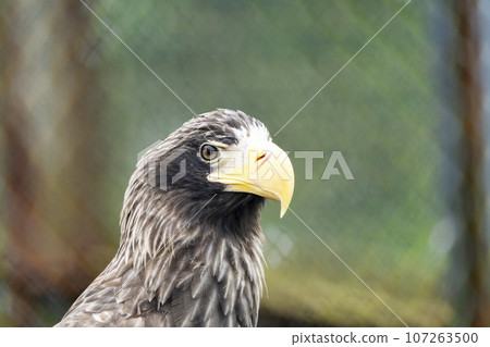 Scenery of the zoo Steller's sea eagle Sendai City, Miyagi Prefecture Scenery of the zoo Steller's sea eagle Sendai City, Miyagi Prefecture 107263500